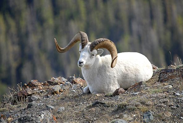 Plaatje bij antwoord