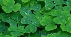 Plaatje bij antwoord