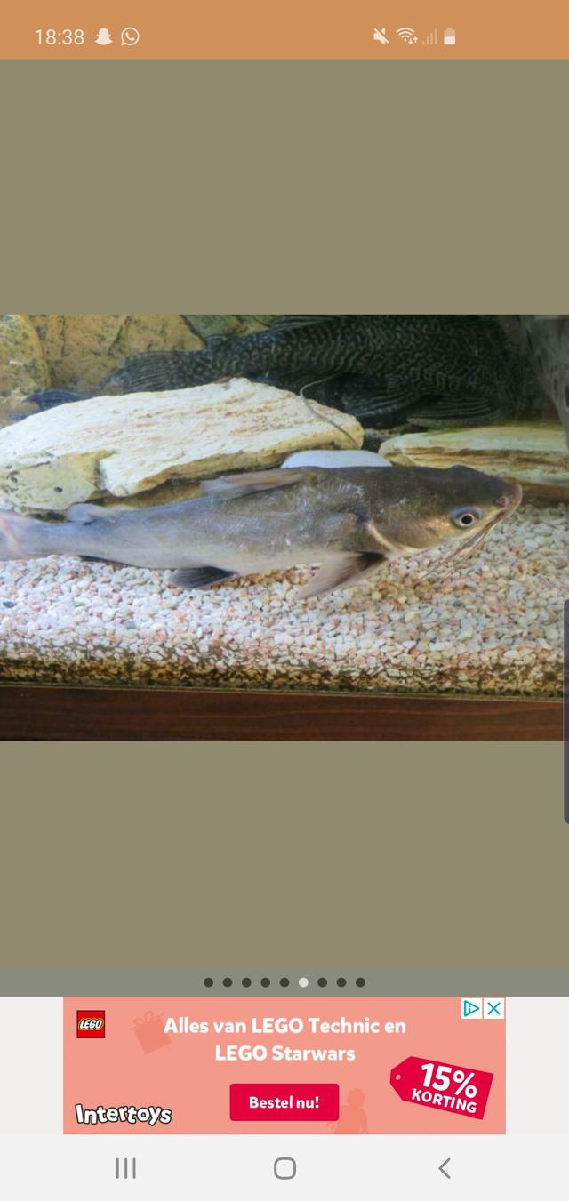 Picture for question