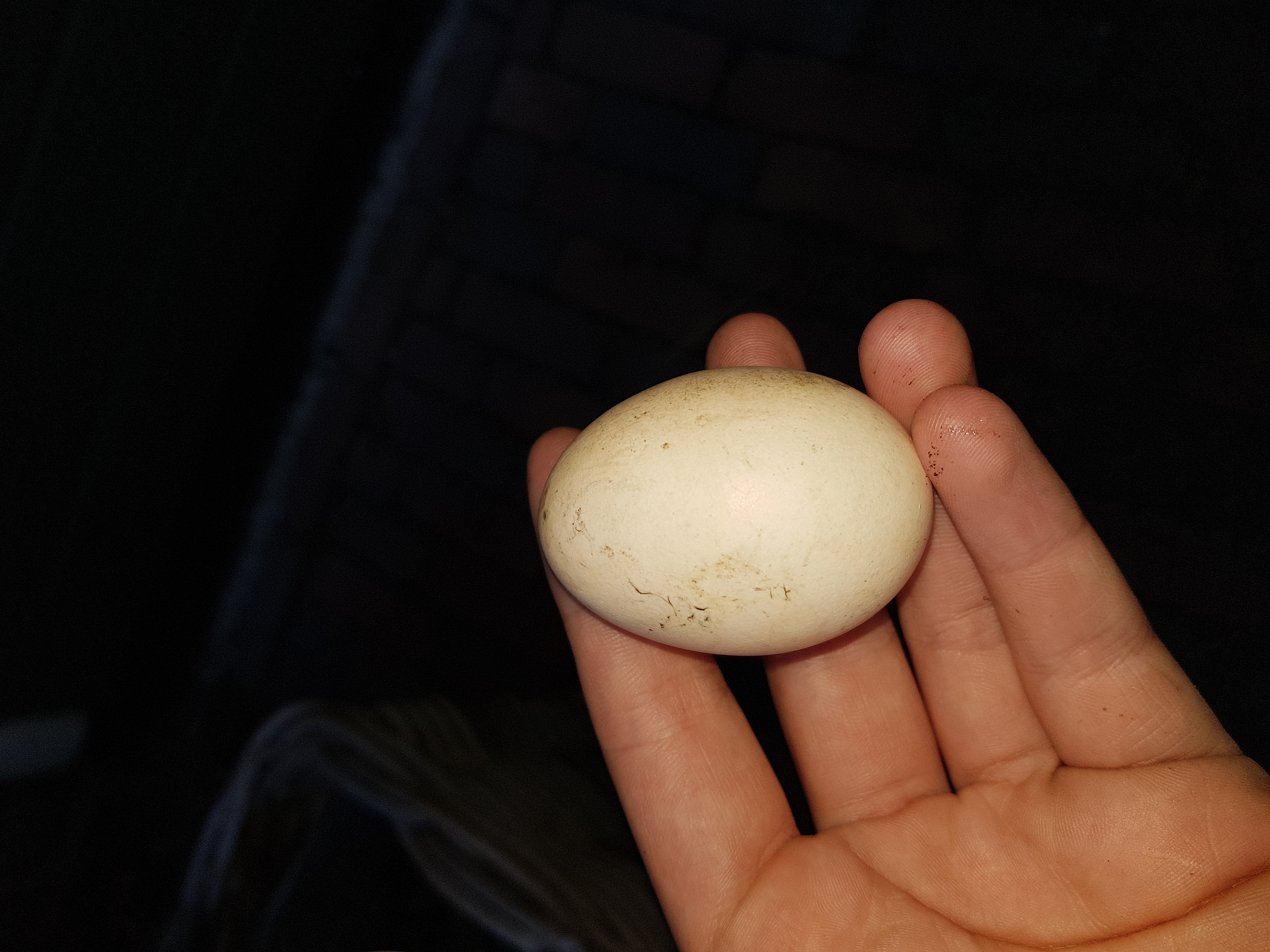 Picture for question