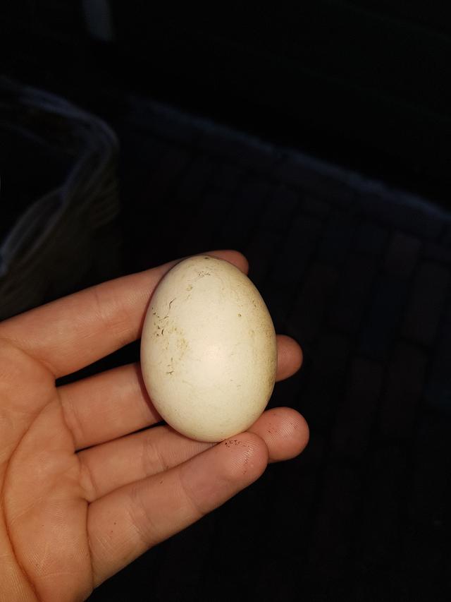 Picture for question