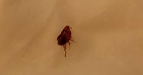 Picture for question