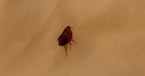 Picture for question