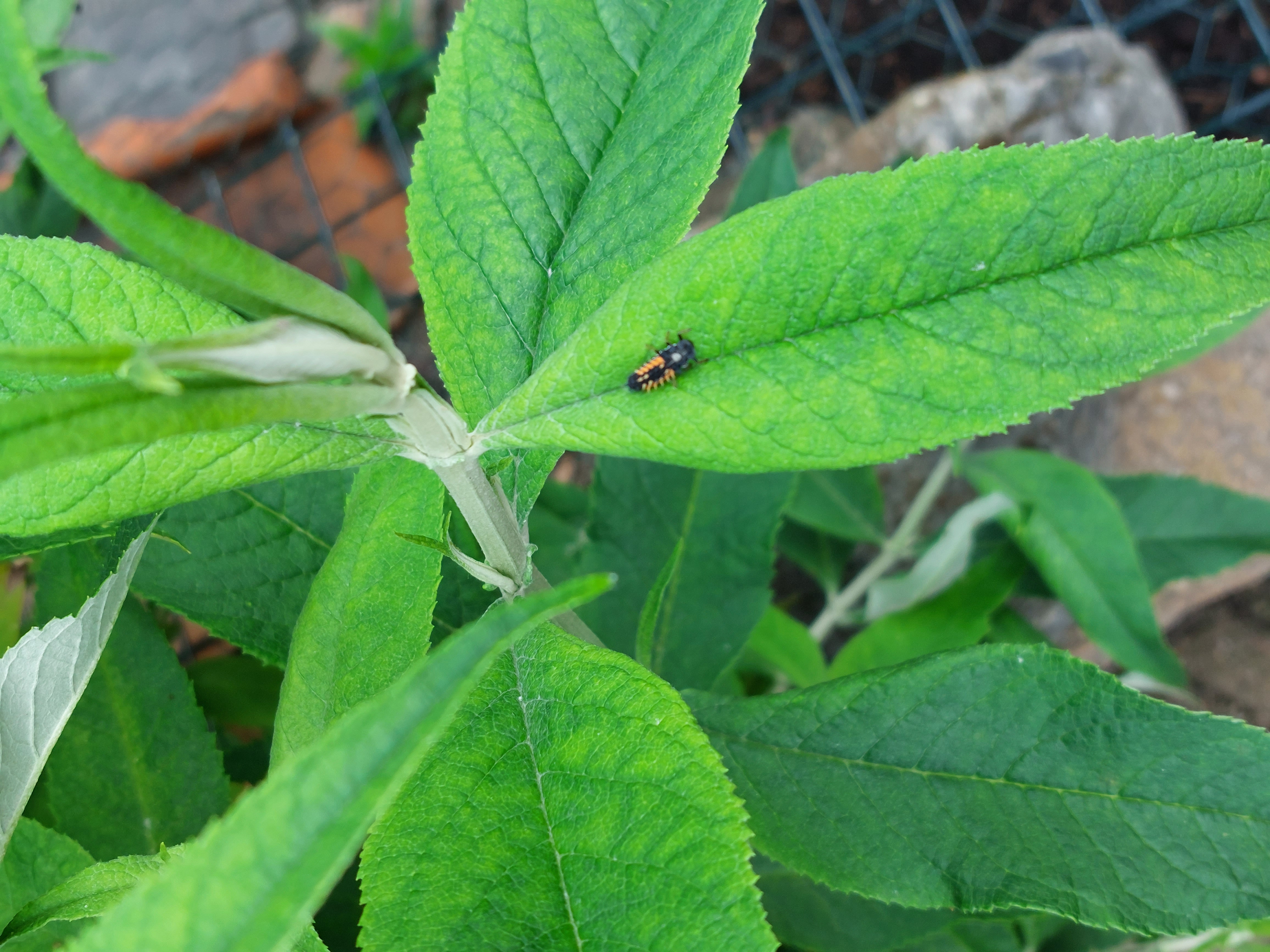 Picture for question