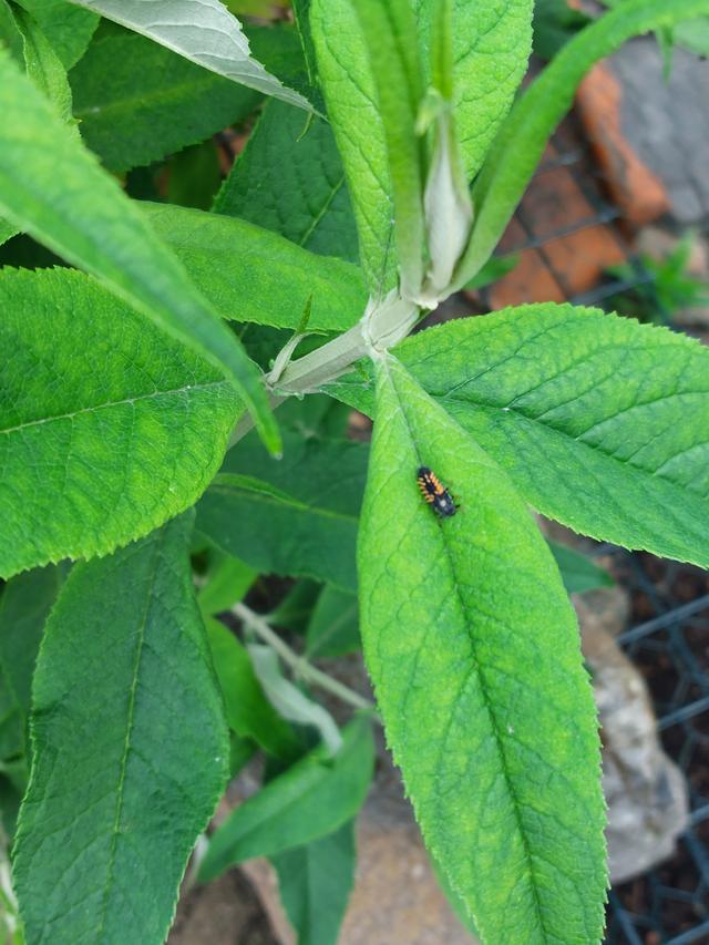 Picture for question