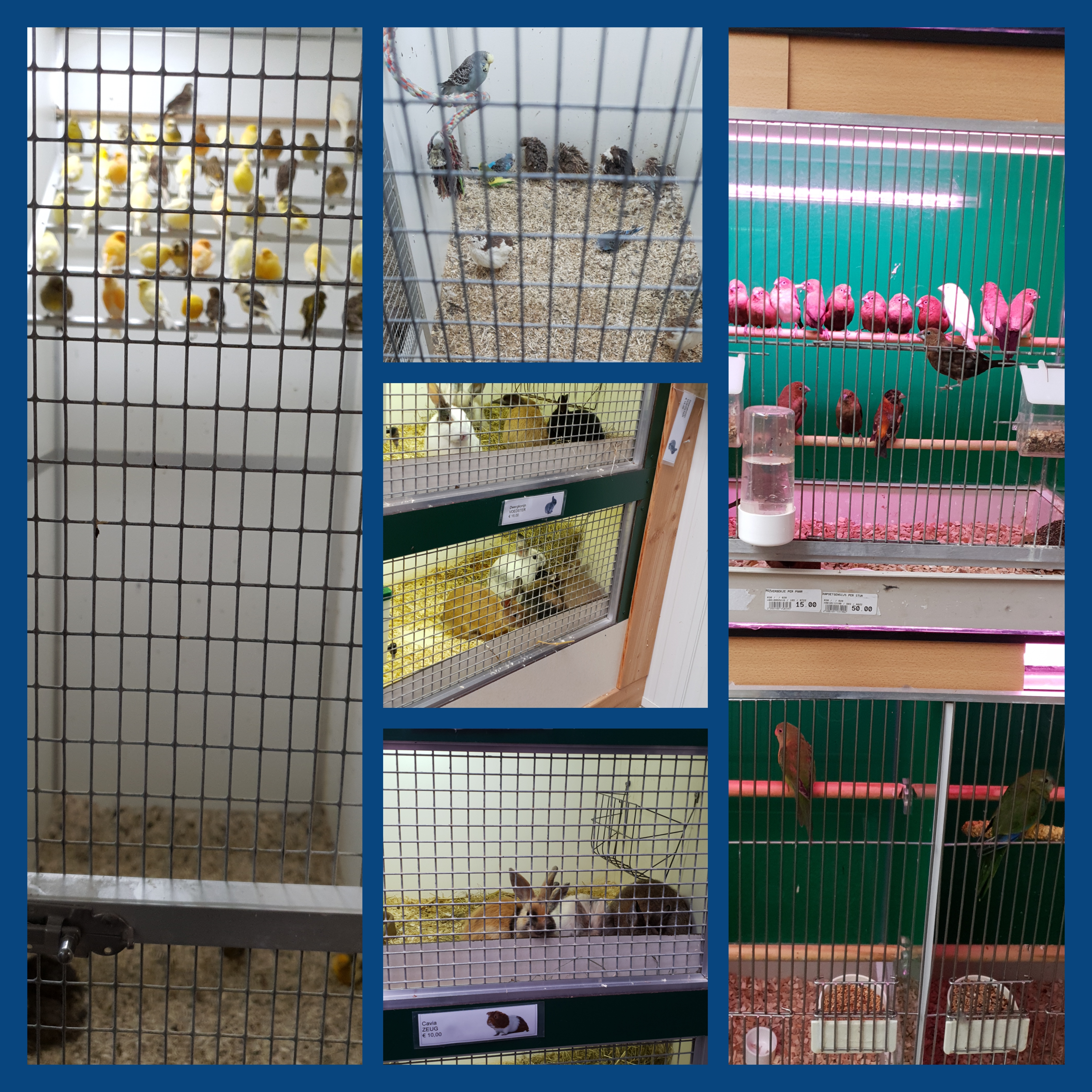 Picture for question