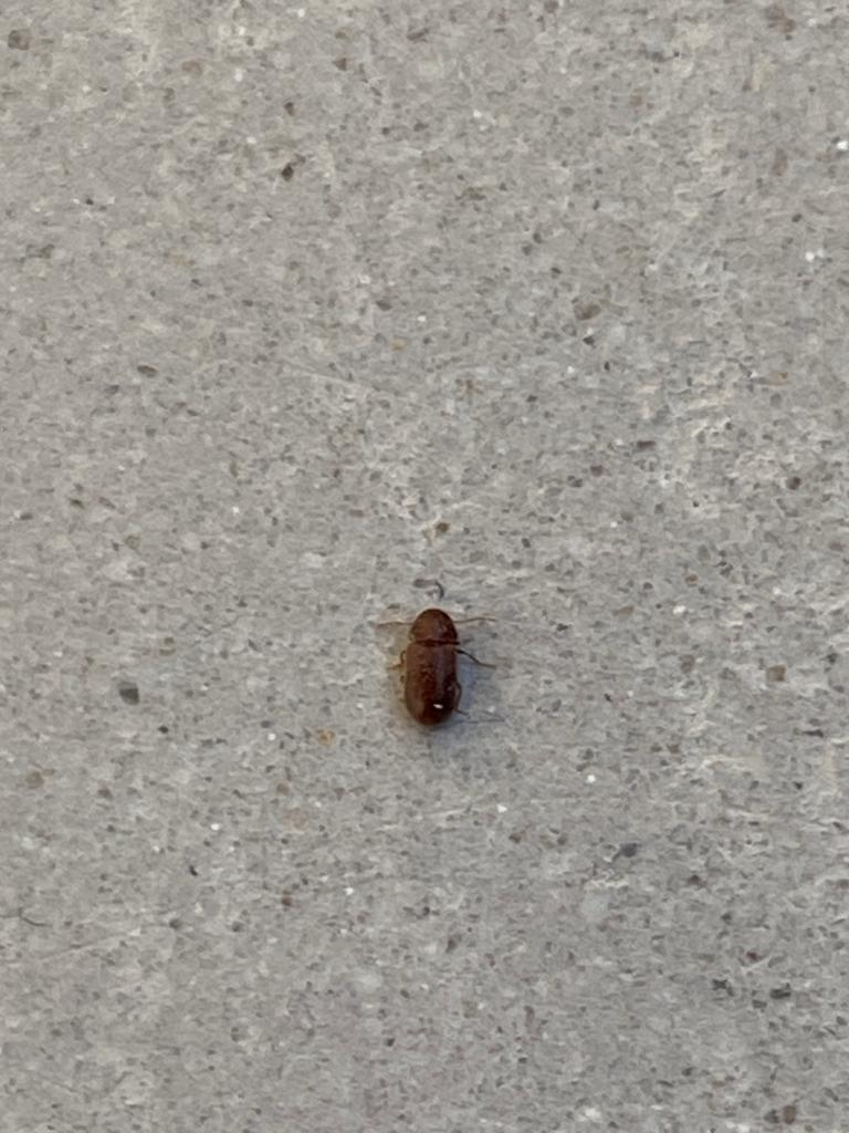 Picture for question