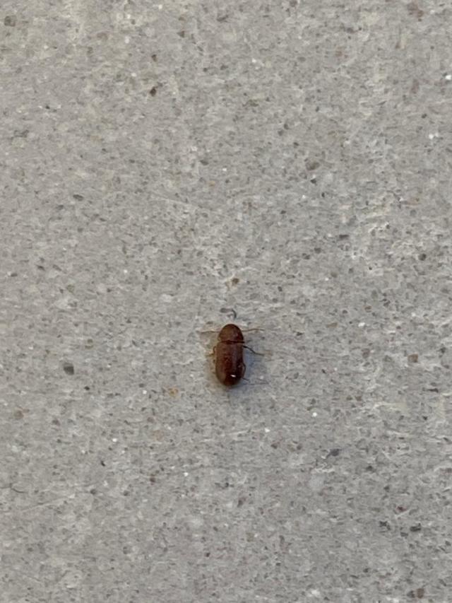 Picture for question