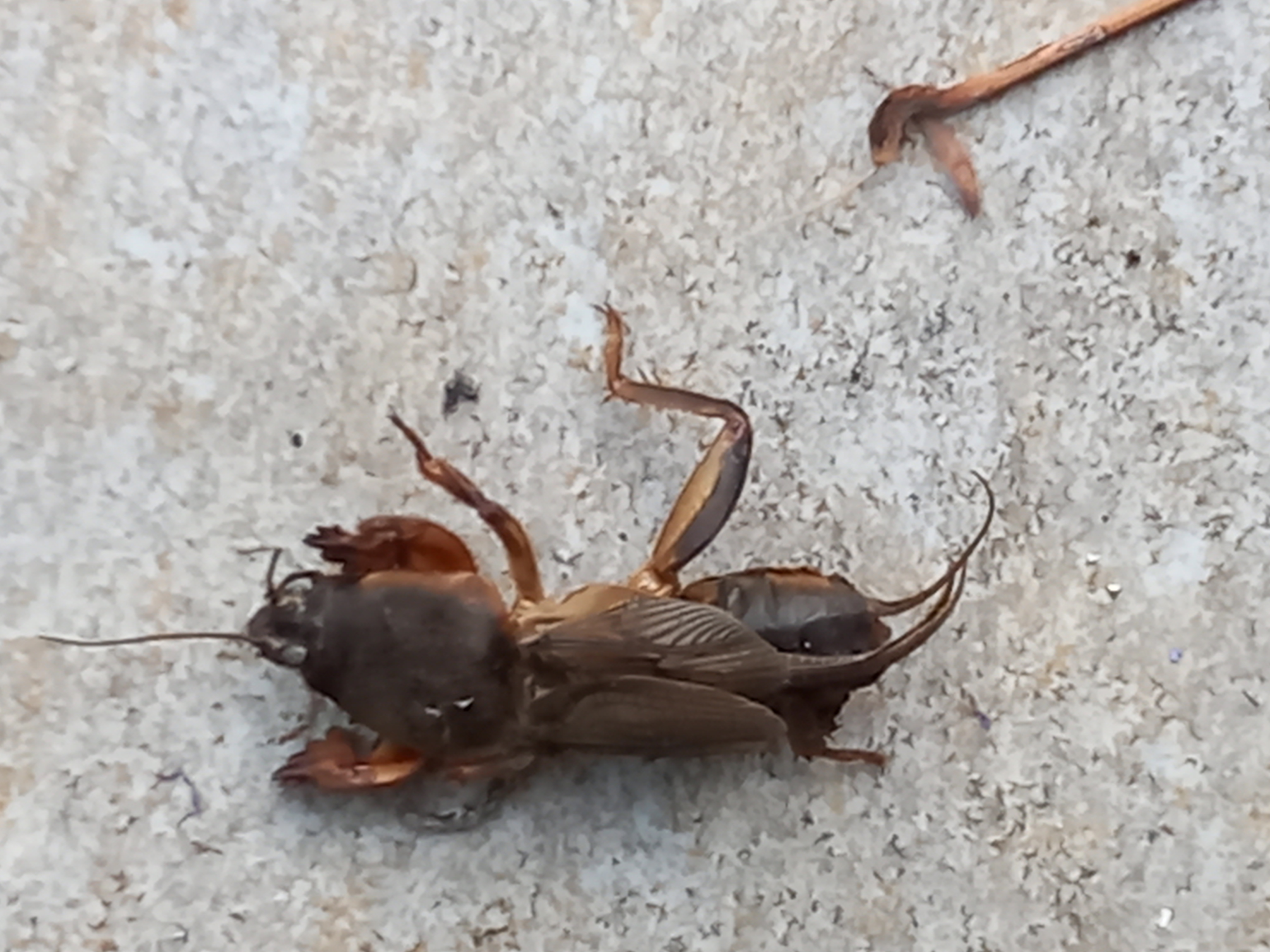 Picture for question