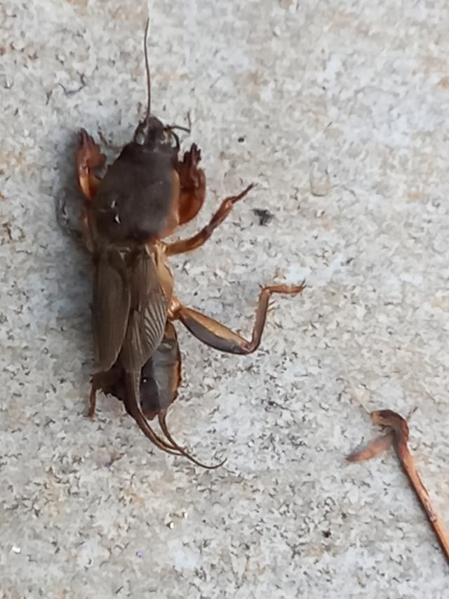 Picture for question