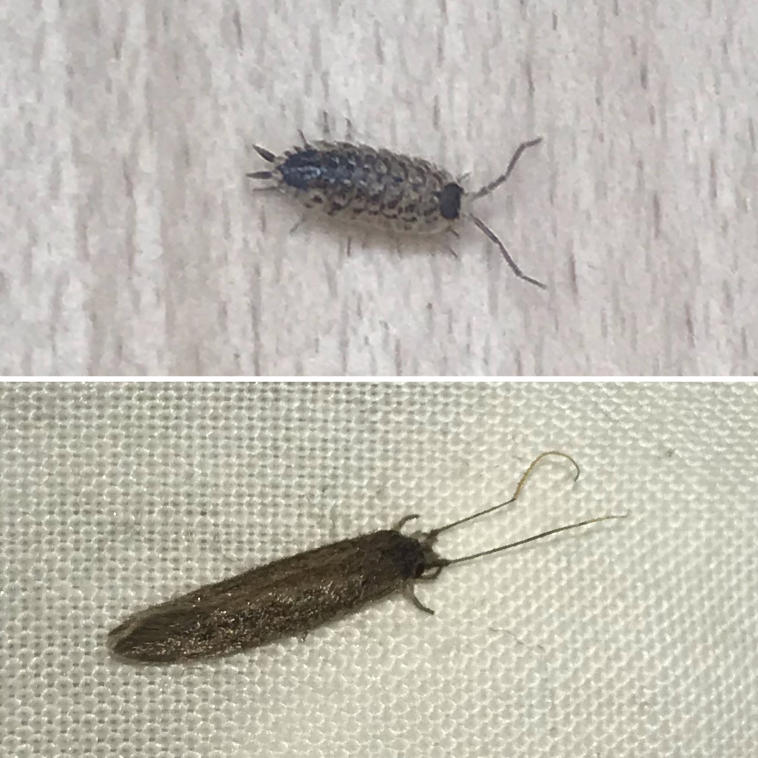 Picture for question