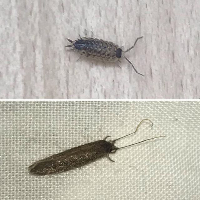 Picture for question