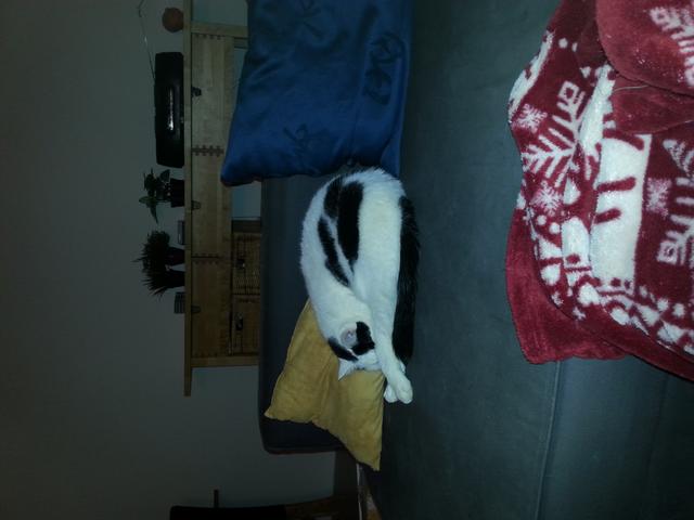 Picture for question