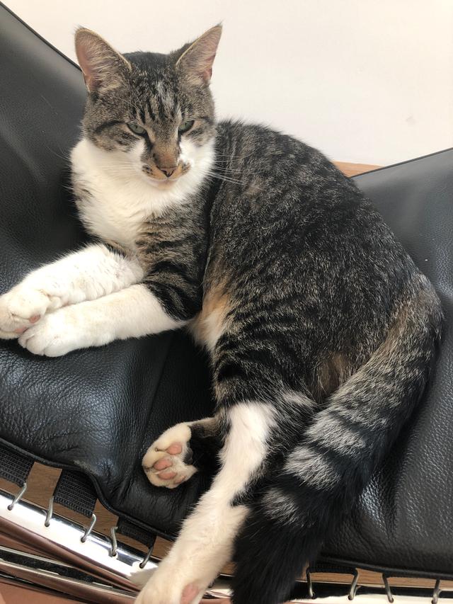 Picture for question