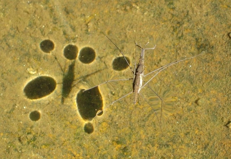 Picture for question