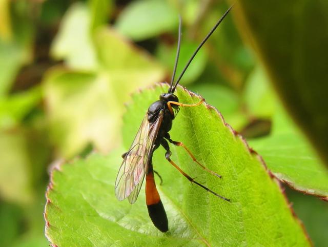 Plaatje bij antwoord