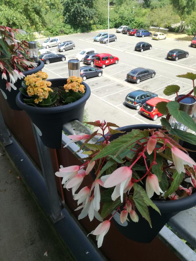 Picture for question