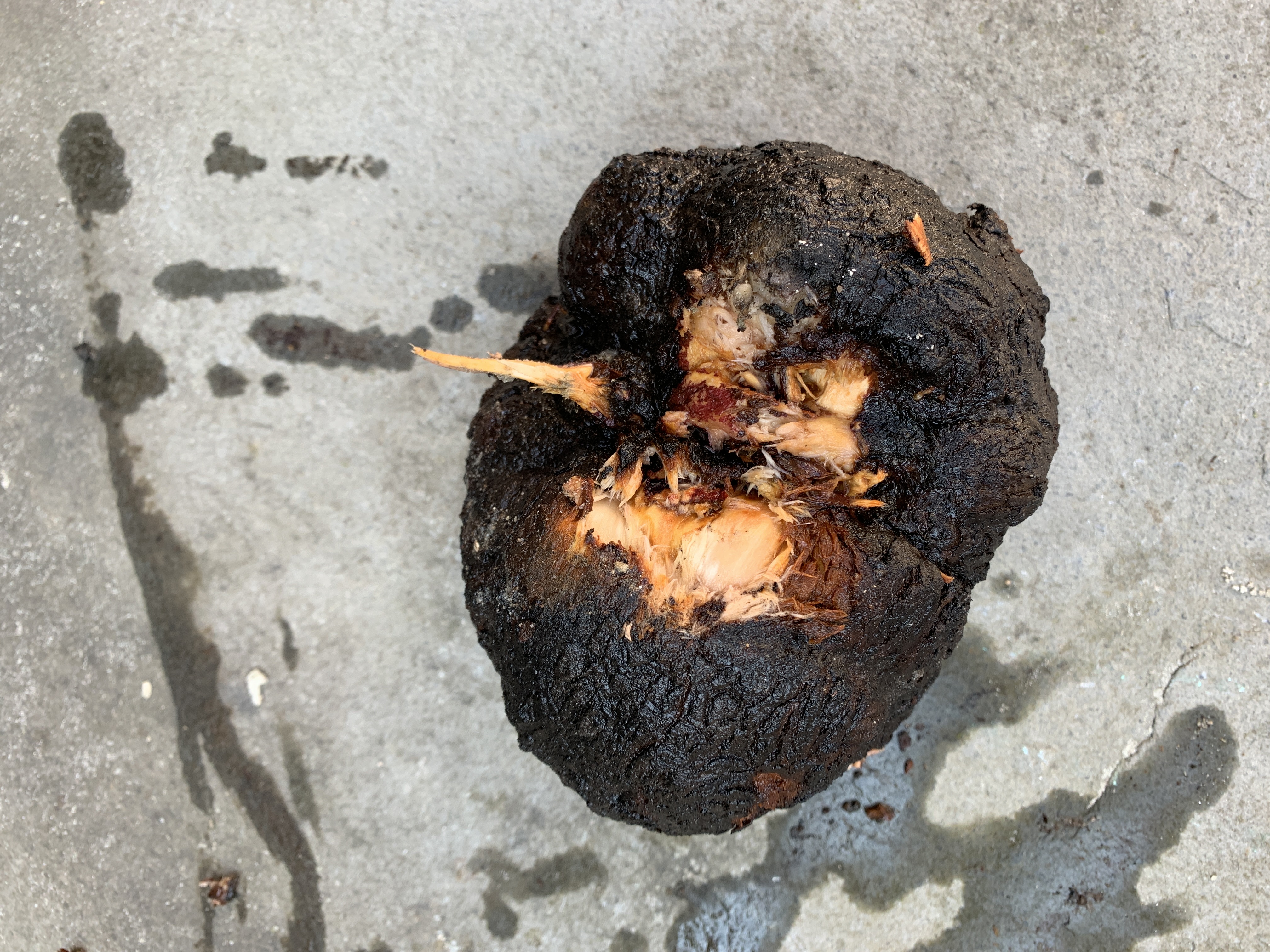 Picture for question