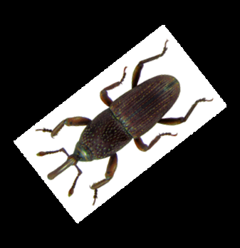 Plaatje bij antwoord