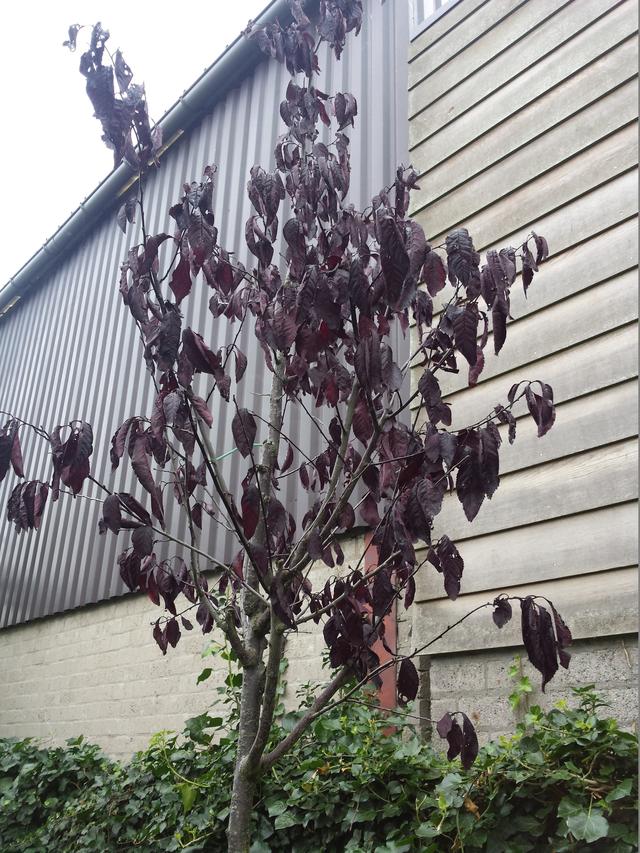 Picture for question