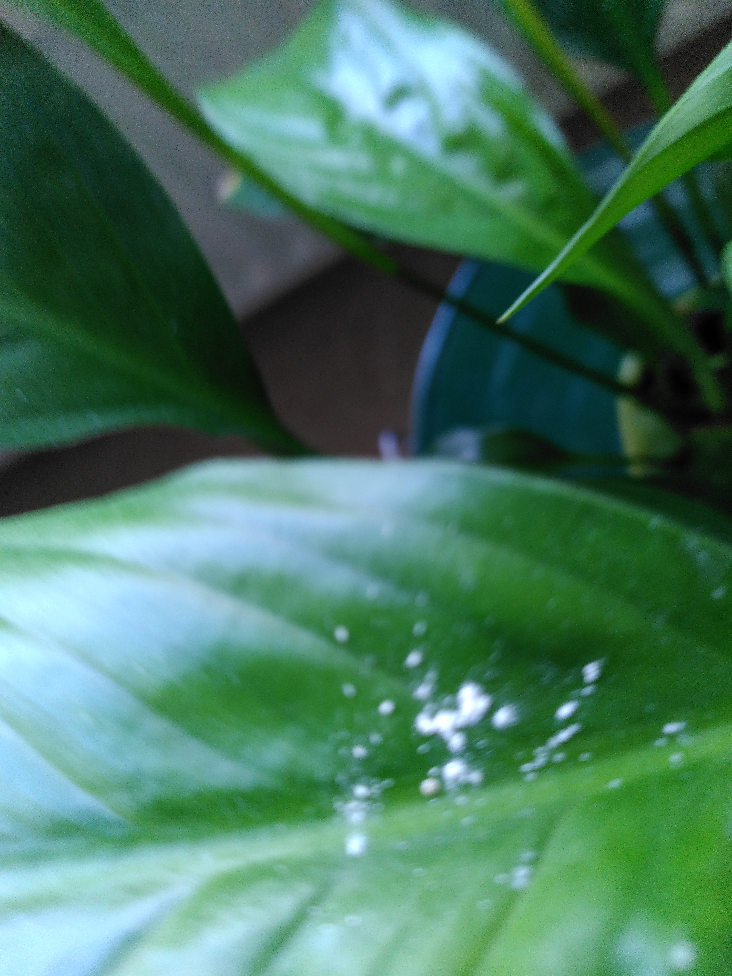 Picture for question