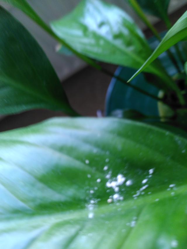 Picture for question