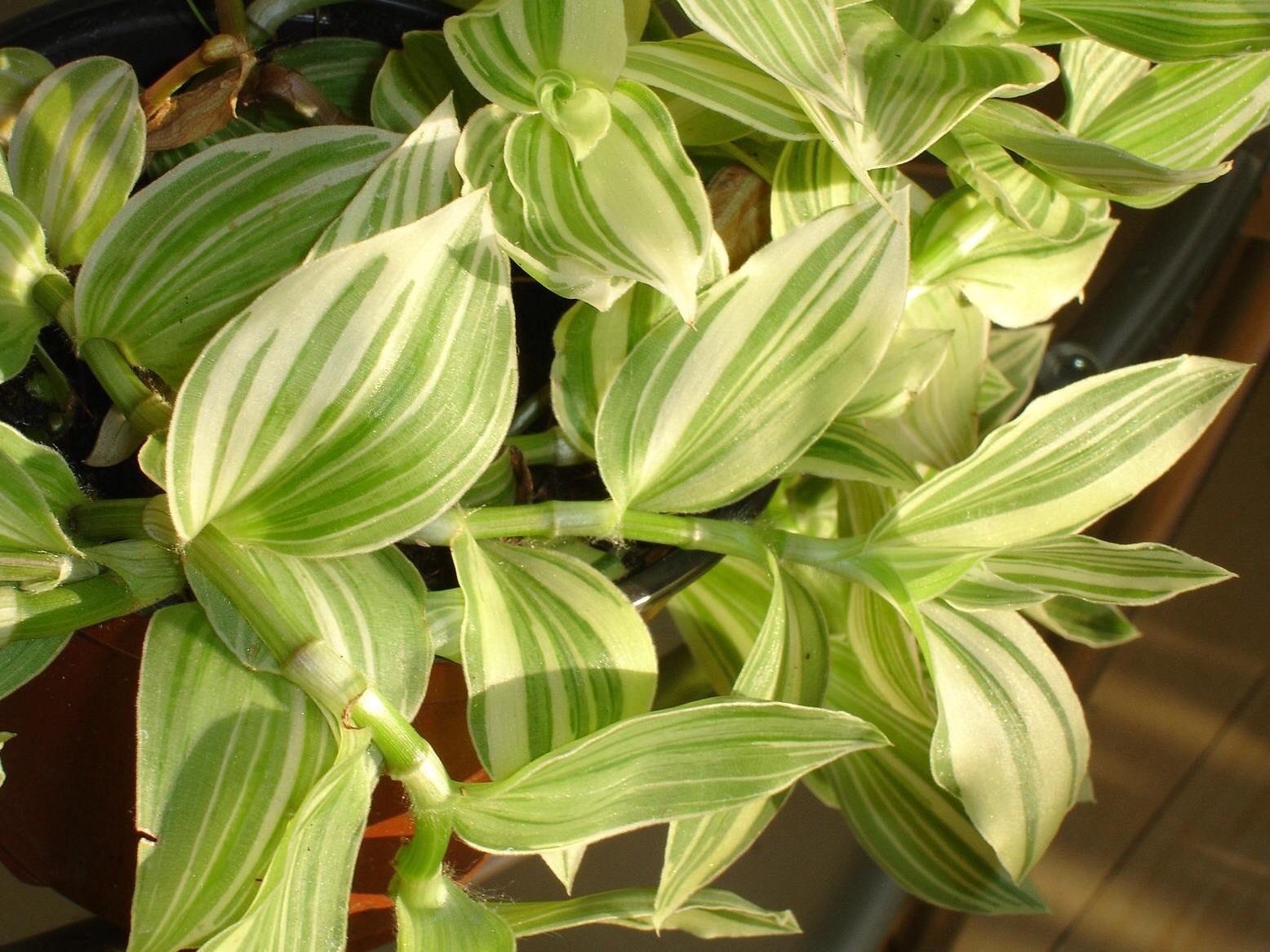 Plaatje bij antwoord