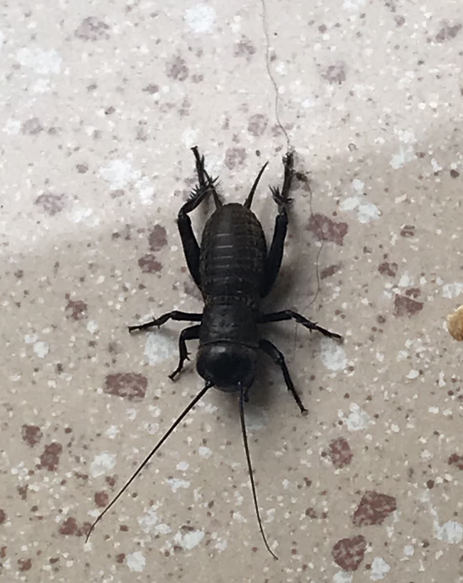 Picture for question