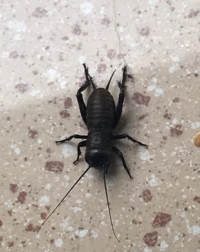 Picture for question