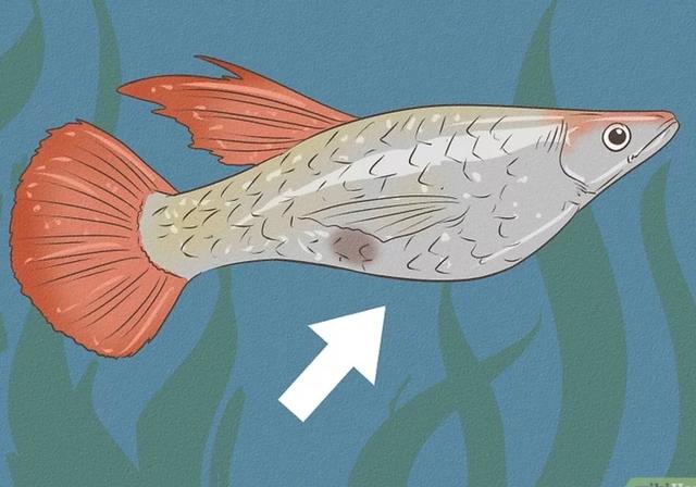 Plaatje bij antwoord