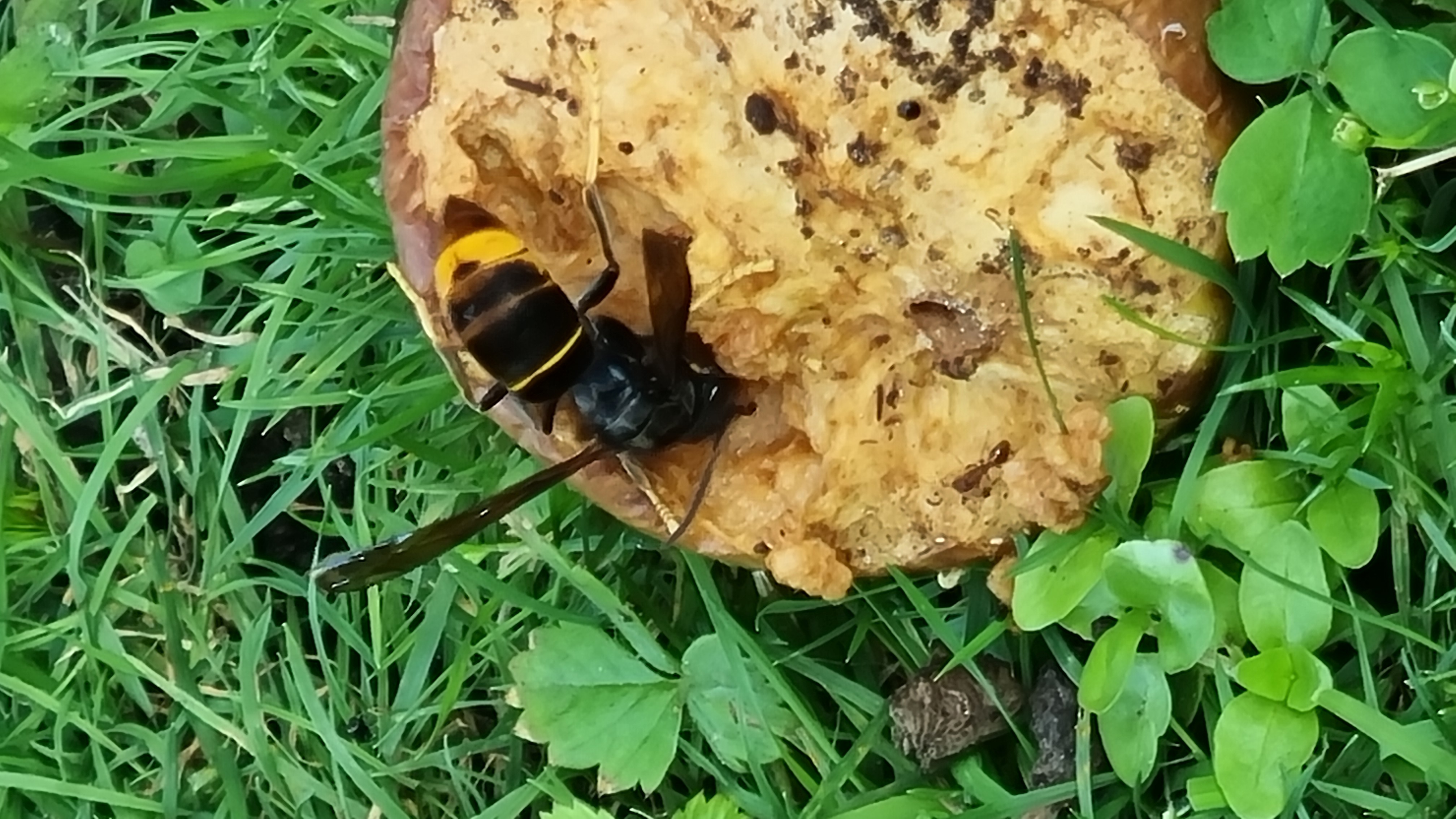 Picture for question