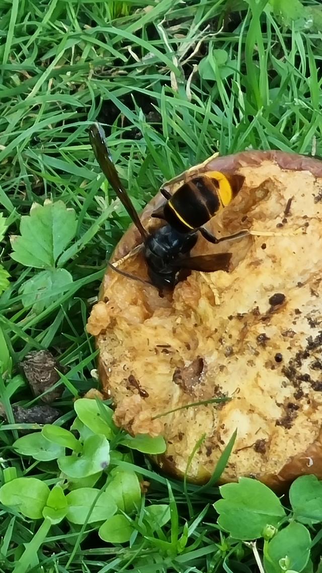 Picture for question