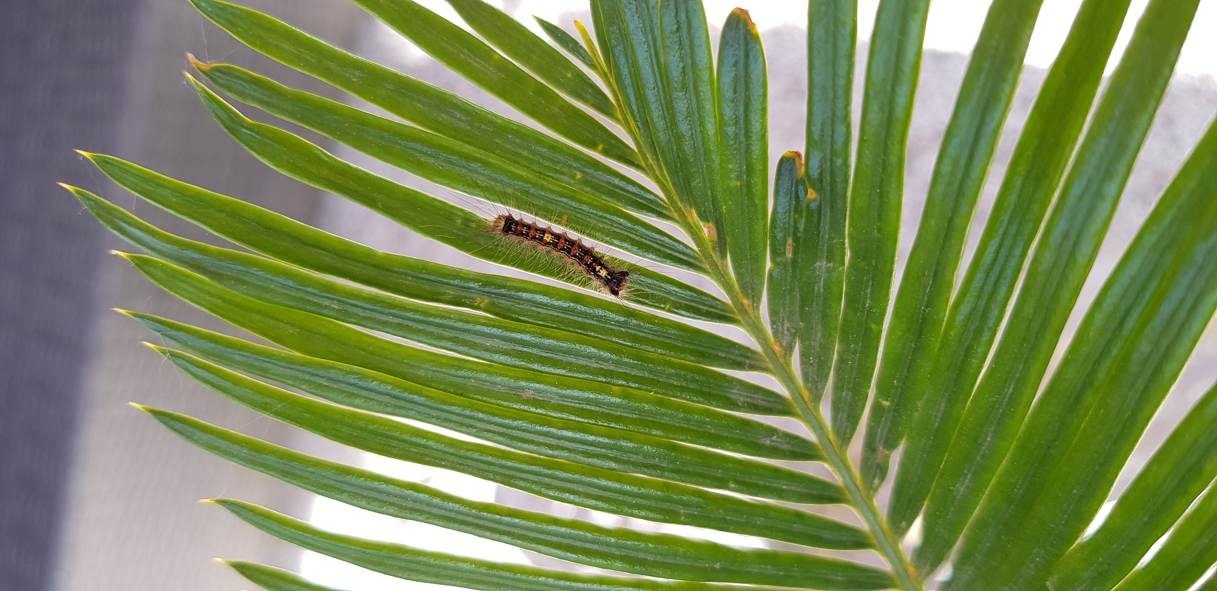 Picture for question