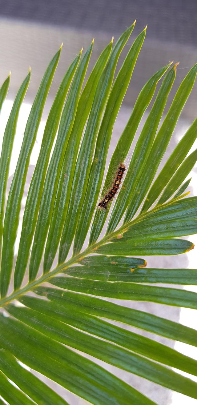 Picture for question