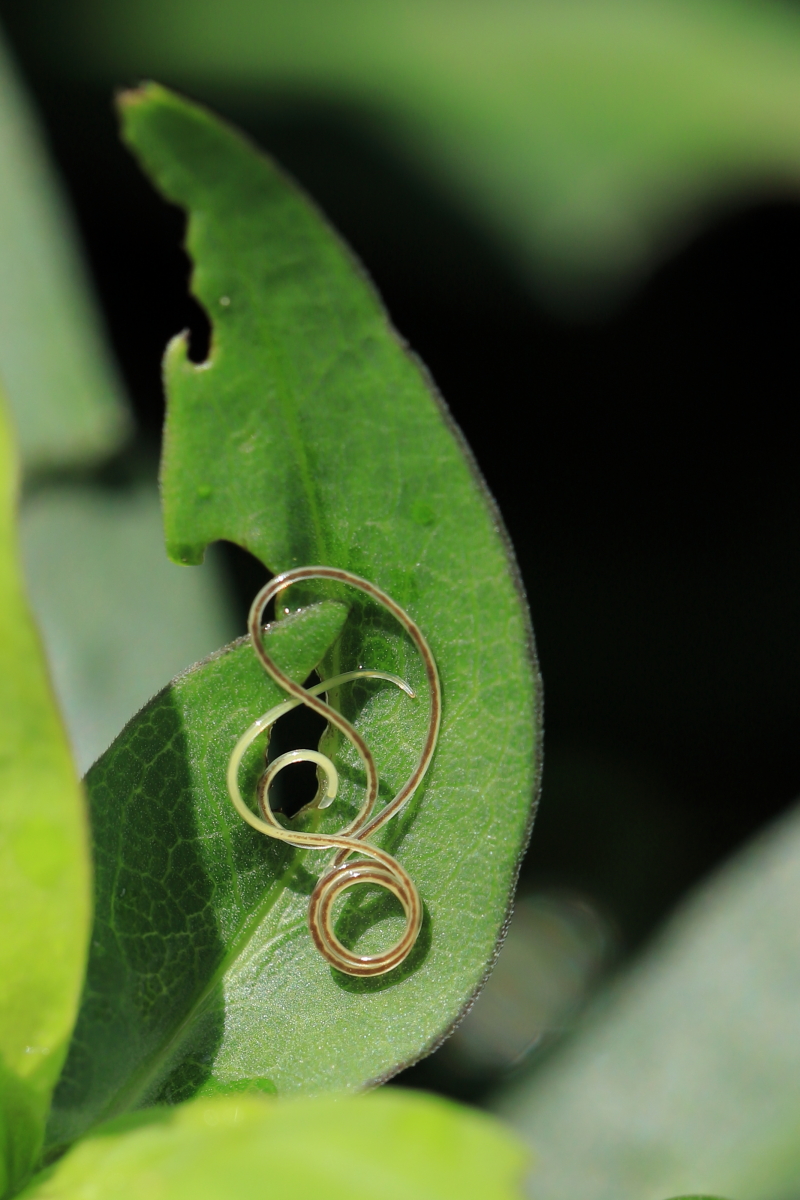 Picture for question