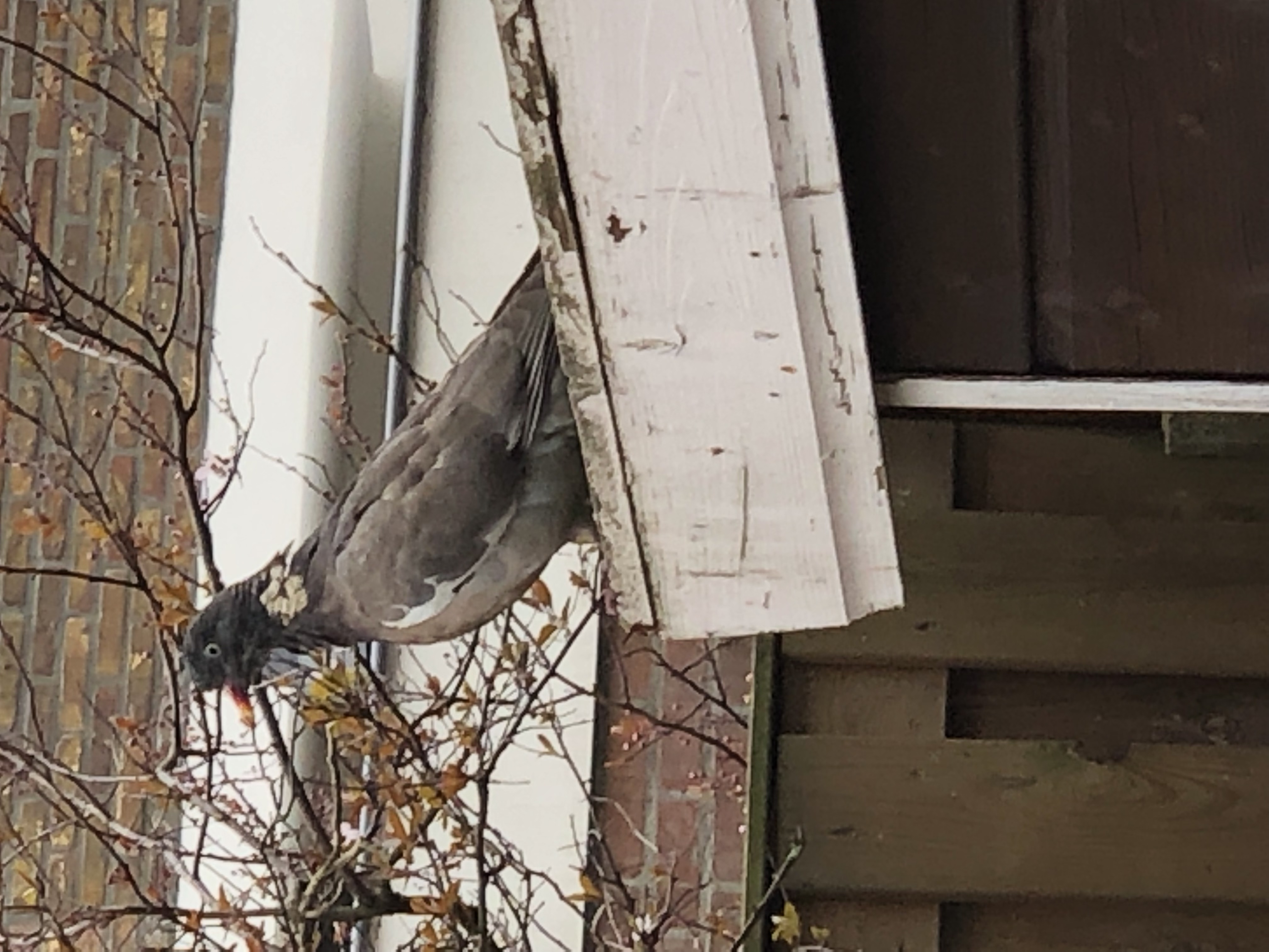 Picture for question