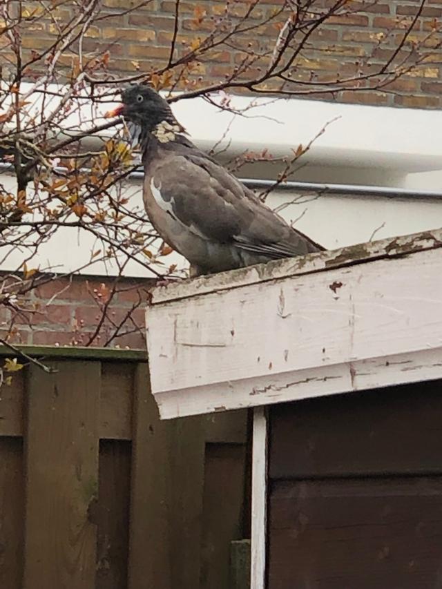 Picture for question