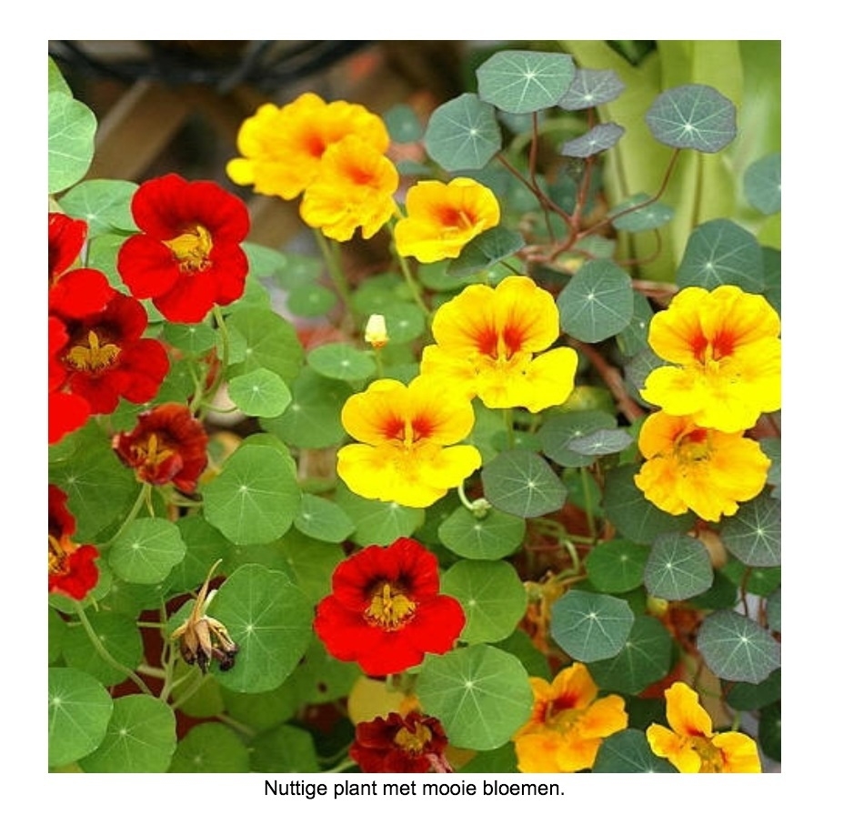 Plaatje bij antwoord