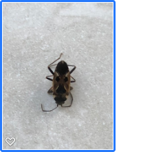 Picture for question