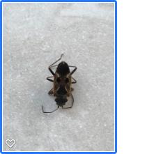 Picture for question