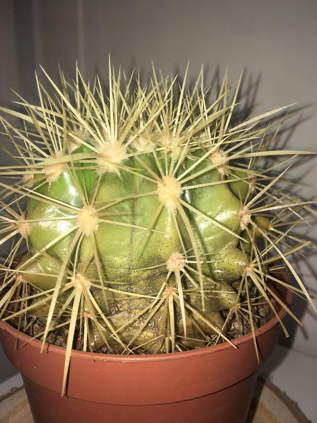 Picture for question