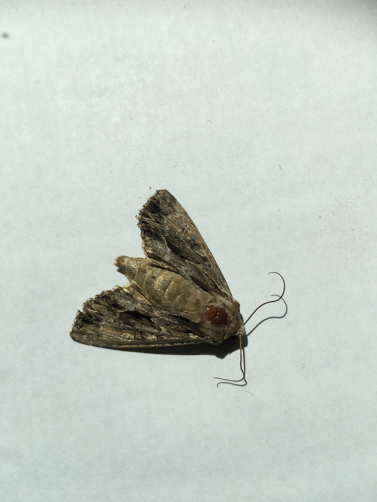 Picture for question