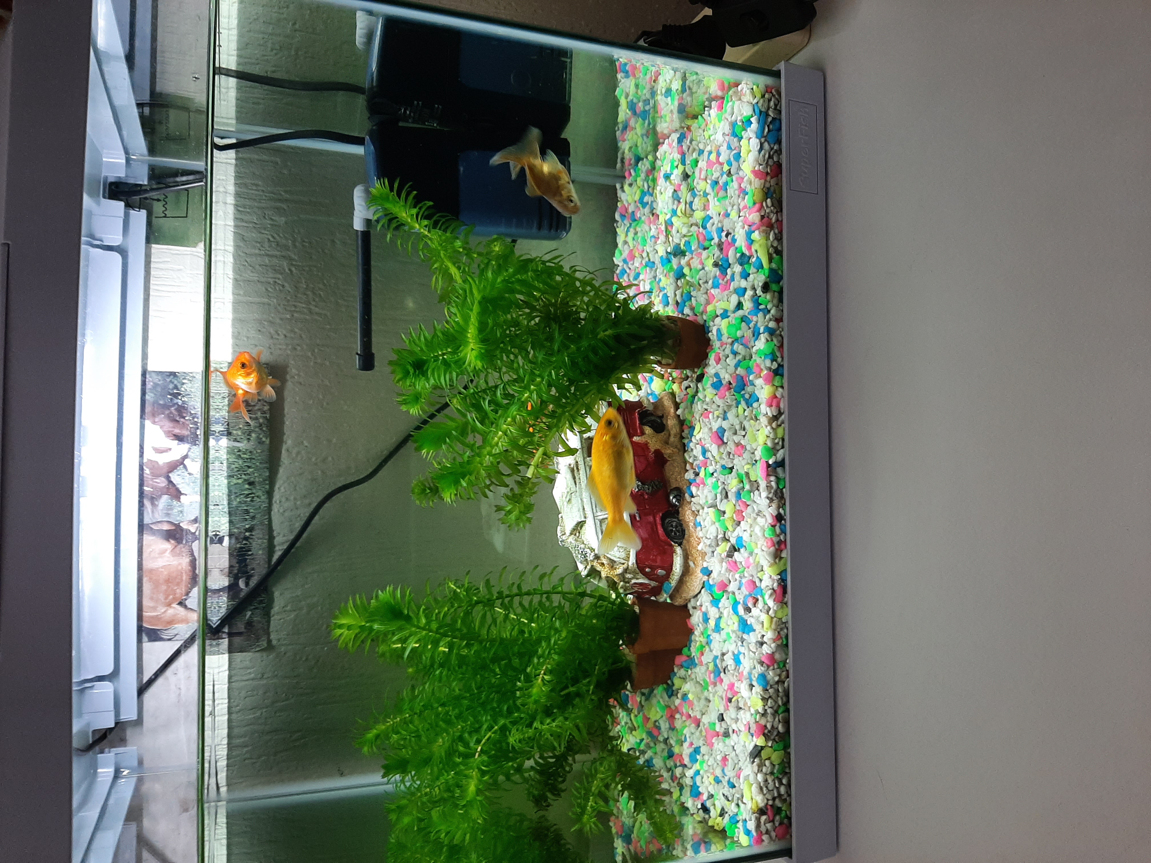 Picture for question