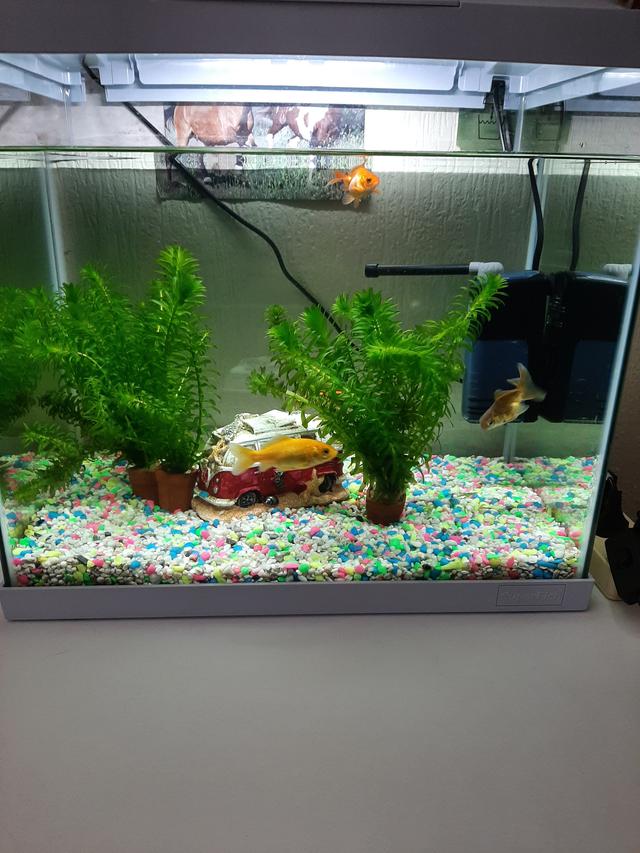 Picture for question