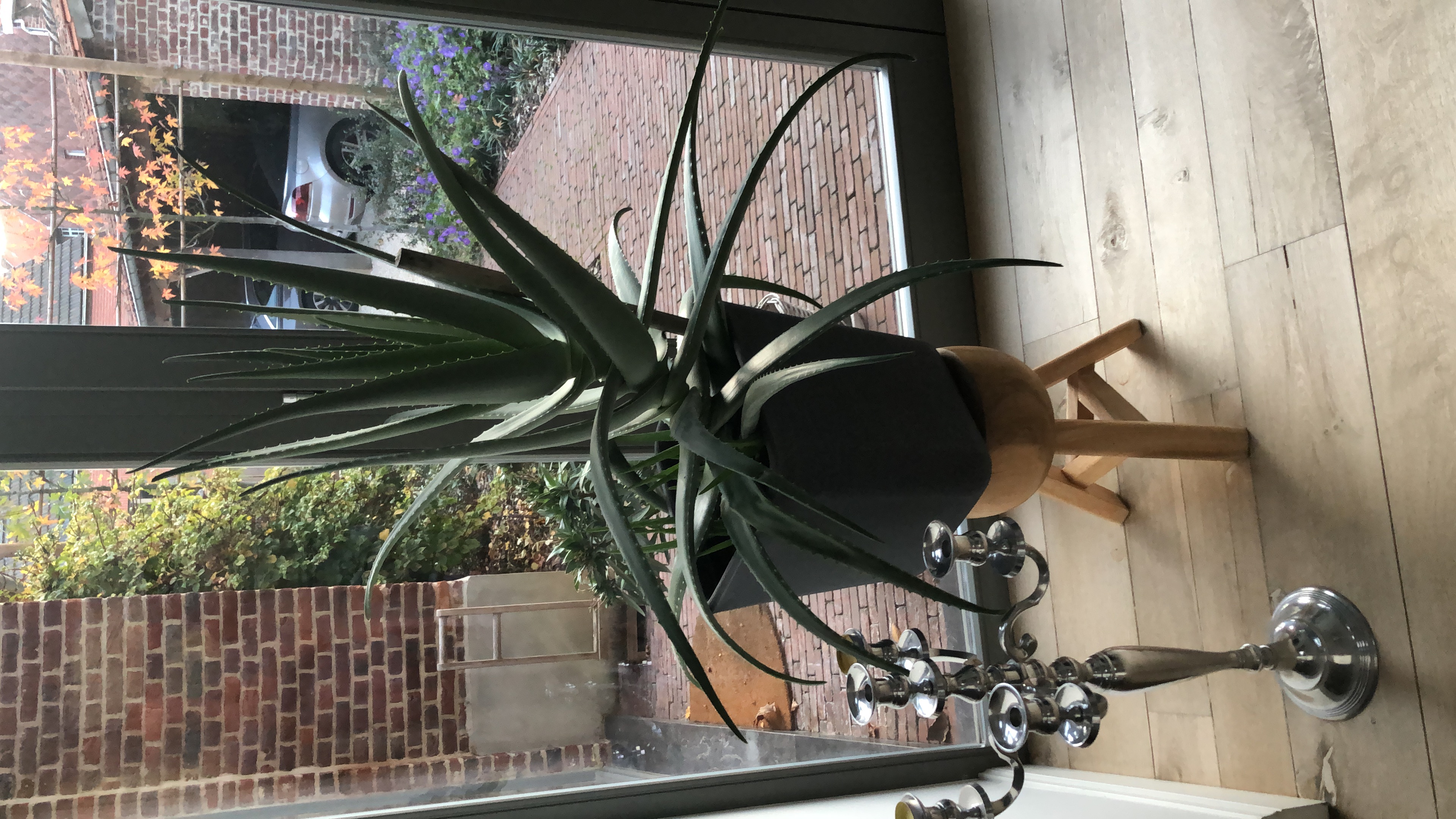 Picture for question