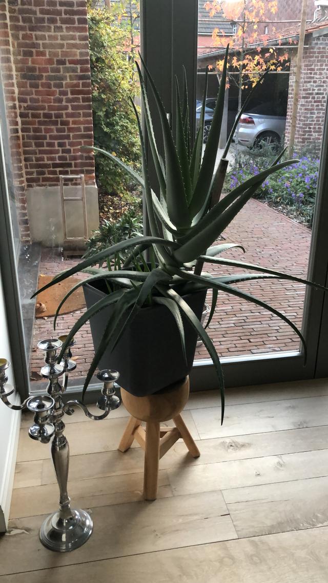 Picture for question