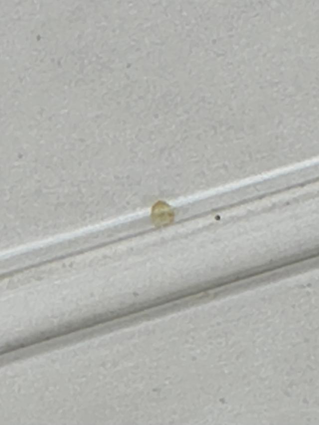 Picture for question