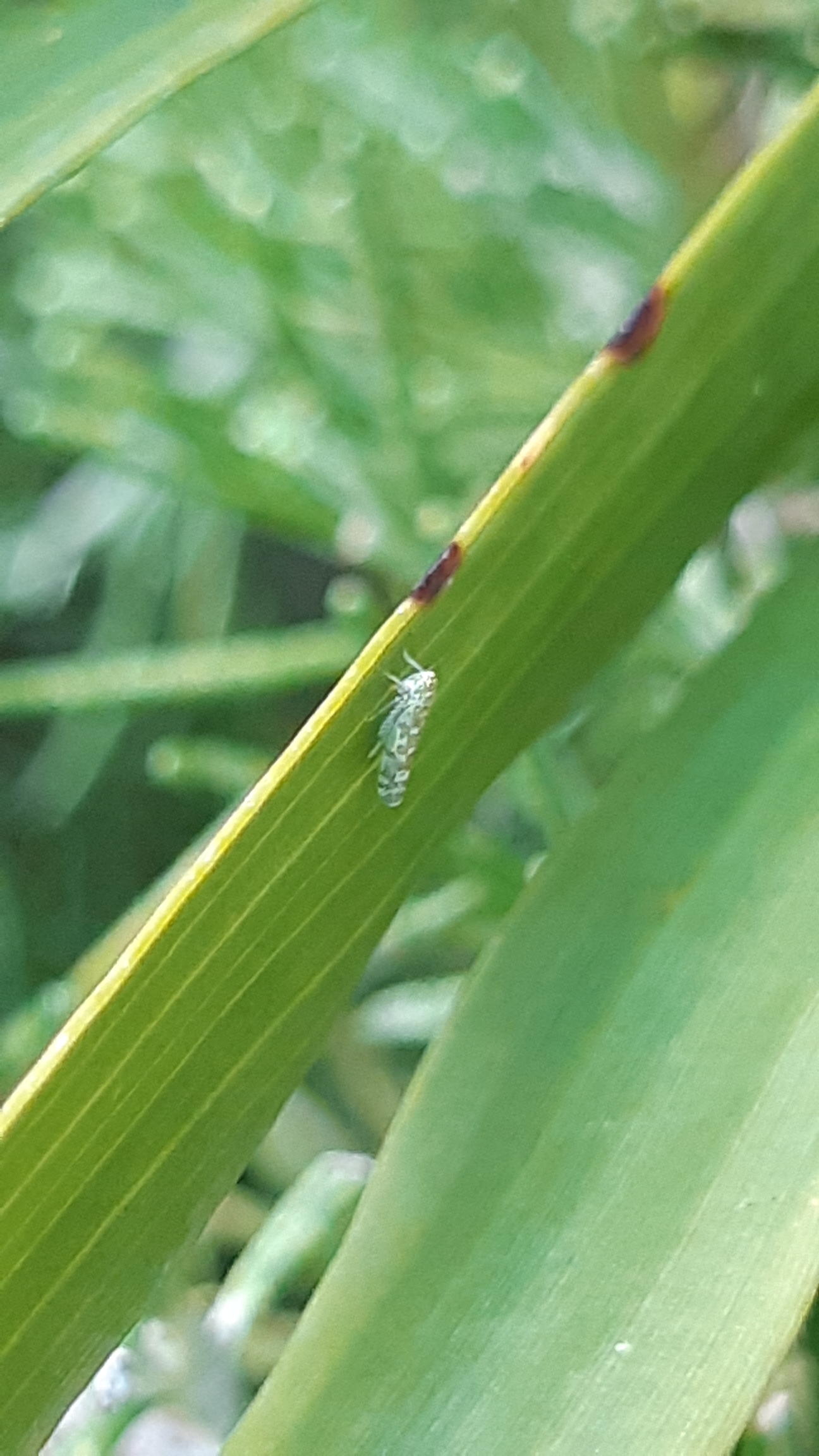 Picture for question