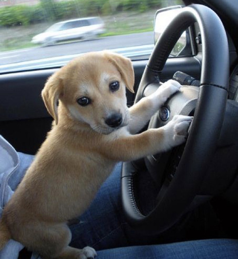 Picture for question