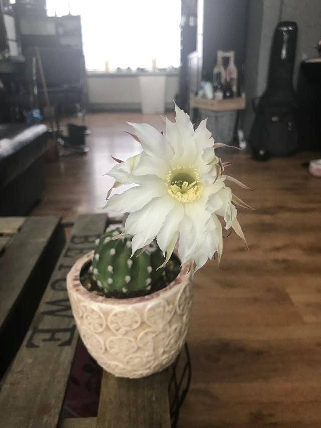 Picture for question